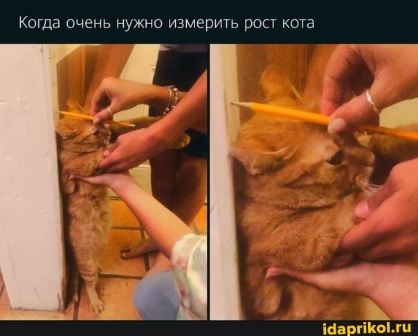 Когда очень нужно измерить рост кота