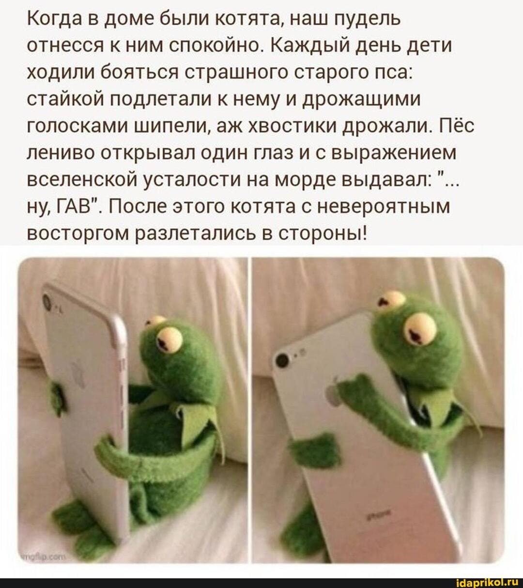 Когда в доме были котята, наш пудель отнесся к ним спокойно. Каждый день дети ходили бояться страшного старого пса: стайкой подлетали к нему и дрожащими голосками шипели, аж хвостики дрожали. Пёс лениво открывал один глаз и с выражением вселенской усталости на морде выдавал: ну, ГАВ". После этого котята с невероятным восторгом разлетались в стороны!