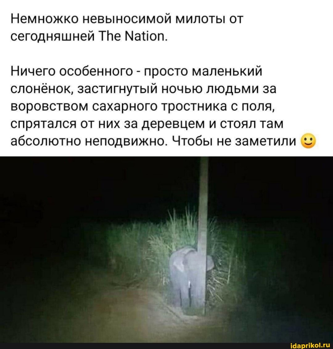 Немножко невыносимой милоты от сегодняшней ТВе МаНоп.
Ничего особенного - просто маленький слонёнок, застигнутый ночью людьми за воровством сахарного тростника с поля, спрятался от них за деревцем и стоял там абсолютно неподвижно. Чтобы не заметили