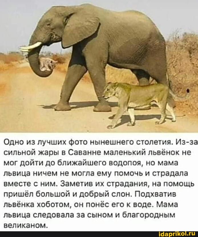 Одно из лучших фото нынешнего столетия. Из-за сильной жары в Саванне маленький львёнок не мог дойти до ближайшего водопоя, но мама львица ничем не могла ему помочь и страдала вместе с ним. Заметив их страдания, на помощь пришёл большой и добрый слон. Подхватив львёнка хоботом, он понёс его к воде. Мама львица следовала за сыном и благородным великаном.