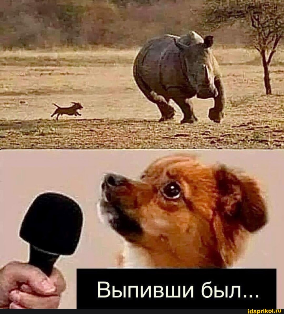 Выпивши быдл...