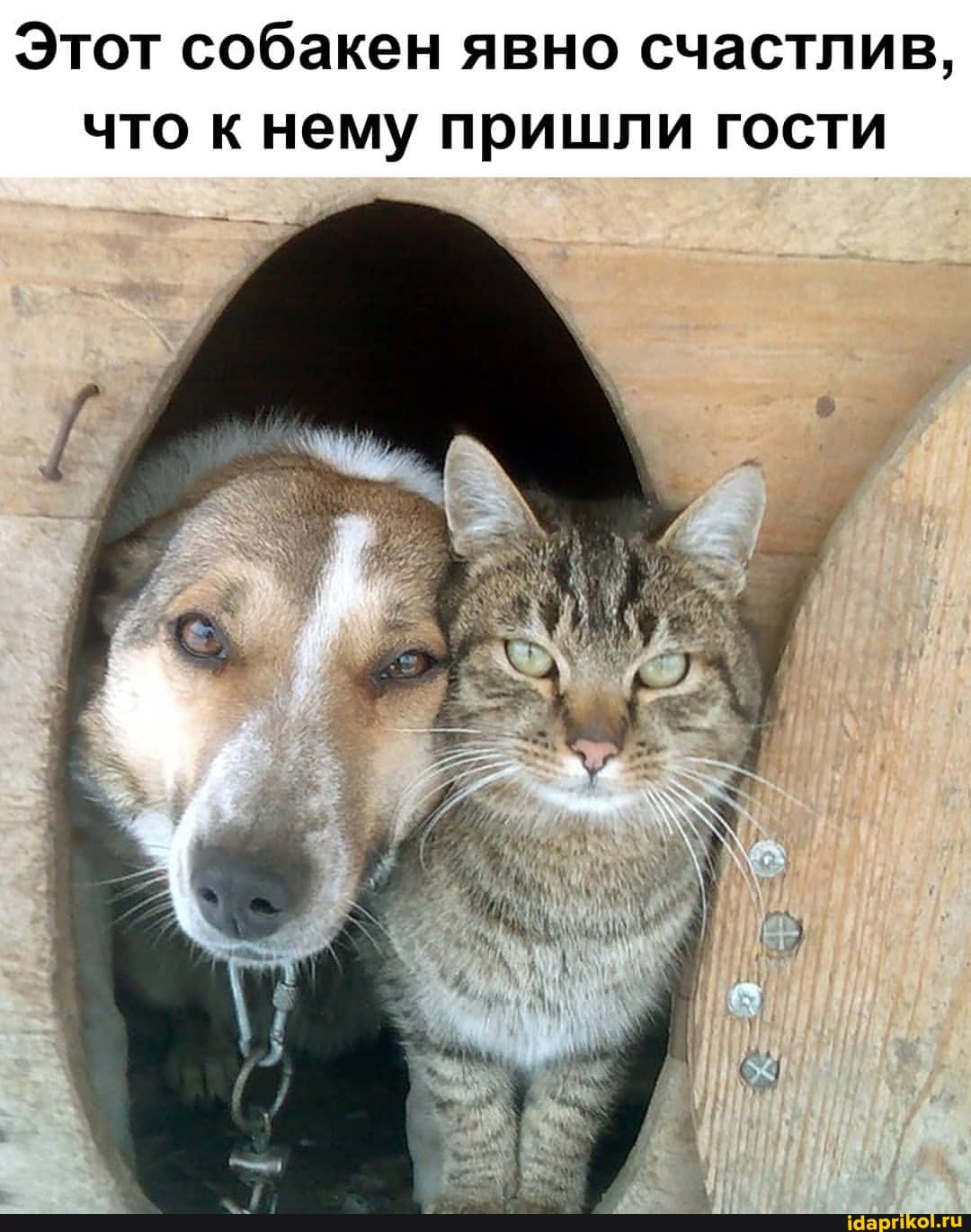 Этот собакен явно счастлив, что к нему пришли гости