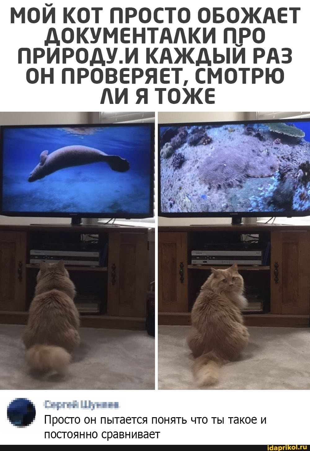 МОИ КОТ ПРОСТО ОБОЖАЕТ ДОКУМЕНТАЛКИ ПРО ПРИРОДУ.И КАЖДЫЙ РАЗ ОН ПРОВЕРЯЕТ, СМОТРЮ ЛИ Я ТОЖЕ
Просто он пытается понять что ты такое и постоянно сравнивает