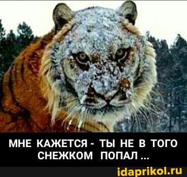 МНЕ КАЖЕТСЯ - ТЫ НЕ В ТОГО СНЕЖКОМ ПОПАЛ... - МНЕ КАЖЕТСЯ - ТЫ НЕ В ТОГО СНЕЖКОМ ПОПАЛ ...