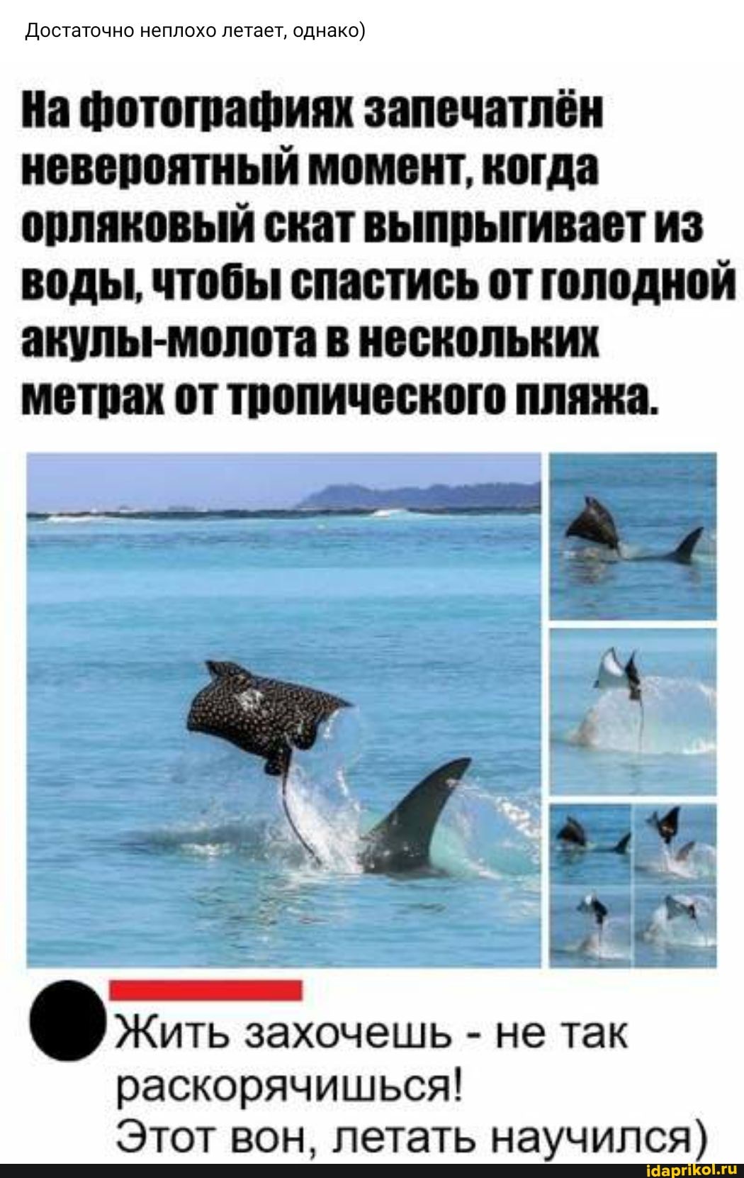 Достаточно неплохо летает, однако)
На фотографиях запечатлён невероятный момент, когда орляковый скат выпрыгивает из воды, чтобы спастись от голодной акулы -молота в нескольких метрах от тропического пляжа.
Жить захочешь - не так раскорячишься!
Этот вон, летать научился)