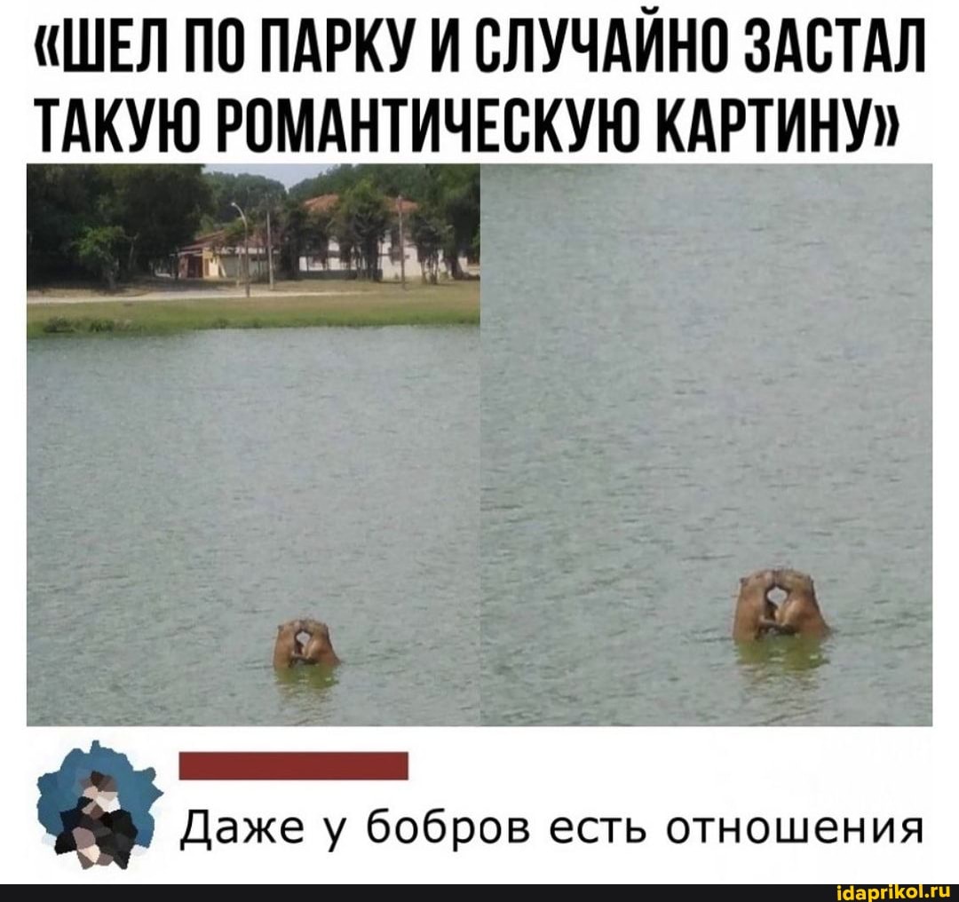 "ШЕЛ ПО ПАРКУ И СЛУЧАЙНО ЗАСТАЛ ТАКУЮ РОМАНТИЧЕСКУЮ КАРТИНУ"
Даже у бобров есть отношения