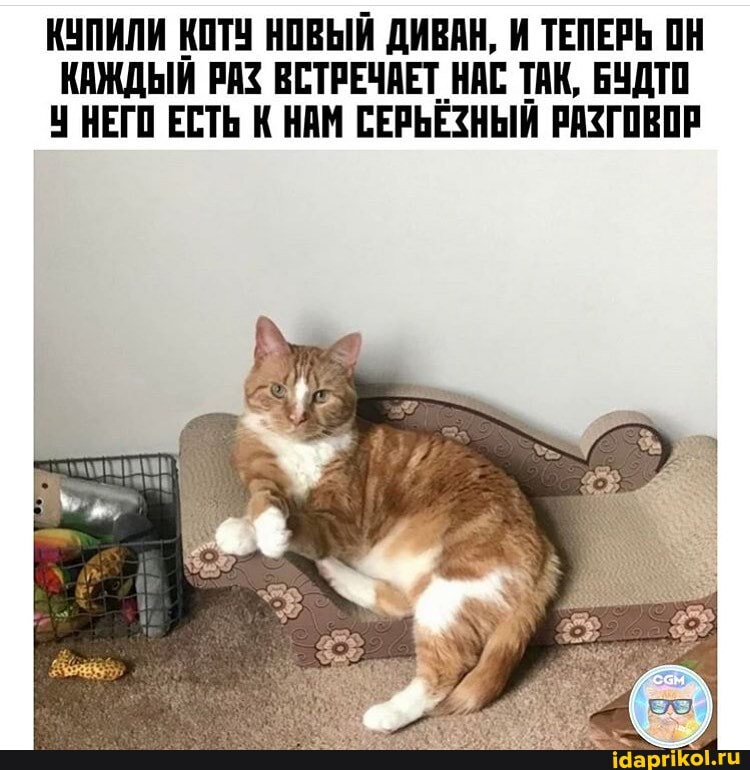 КУПИЛИ КОТУ НОВЫЙ ДИВАН, И ТЕПЕРЬ ОН КАЖДЫЙ РАЗ ВСТРЕЧАЕТ НАС ТАК, БУДТО У НЕГО ЕСТЬ К НАМ СЕРЬЕЗНЫЙ РАЗГОВОР