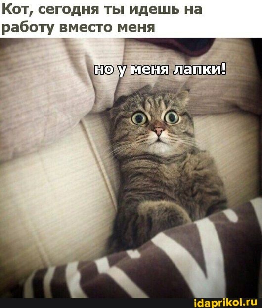 Кот, сегодня ты идешь на работу вместо меня
Но меня лапки!