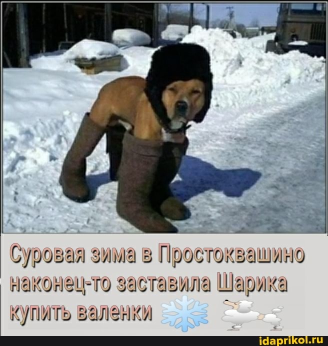 Суровая зима Поостоквашино наконец-то заставила Шарика купить валенки