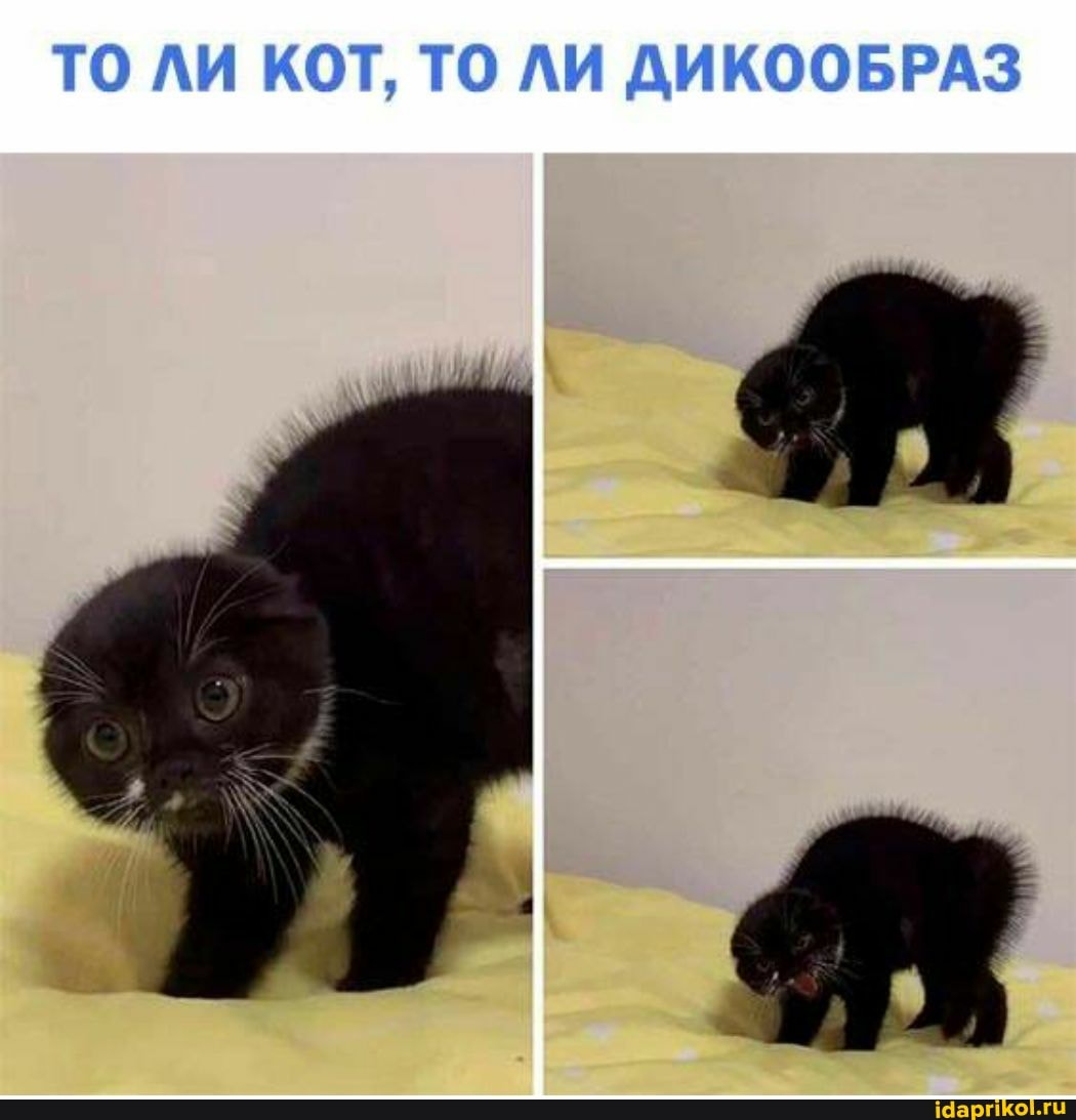 TO AK KOT, TO AK ANKOOBPAS