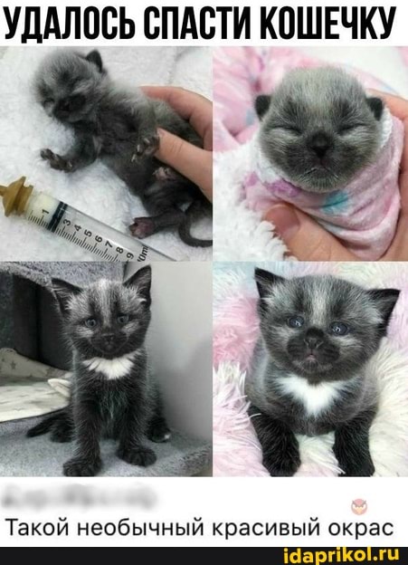 УДАЛОСЬ СПАСТИ КОШЕЧКУ
Такой необычный красивый окрас