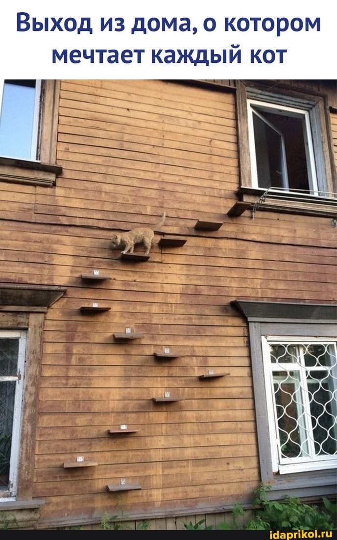 мечтает каждый кот
Выход из дома, о котором