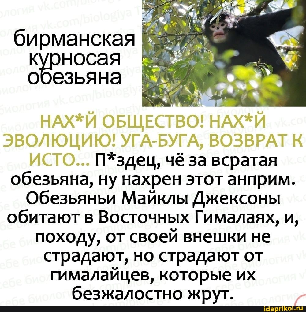 бирманская курносая обезьяна
I НАХЕЙ ОБЩЕСТВО!
ЭВОЛЮЦИЮ: УГА-БУГА, ВОЗВРАТ
СТО... П*здец, чё за всратая обезьяна, ну нахрен этот анприм.
Обезьяньи Майклы Джексоны обитают в Восточных Гималаях, и, походу, от своей внешки не страдают, но страдают от гималайцев, которые их безжалостно жрут.