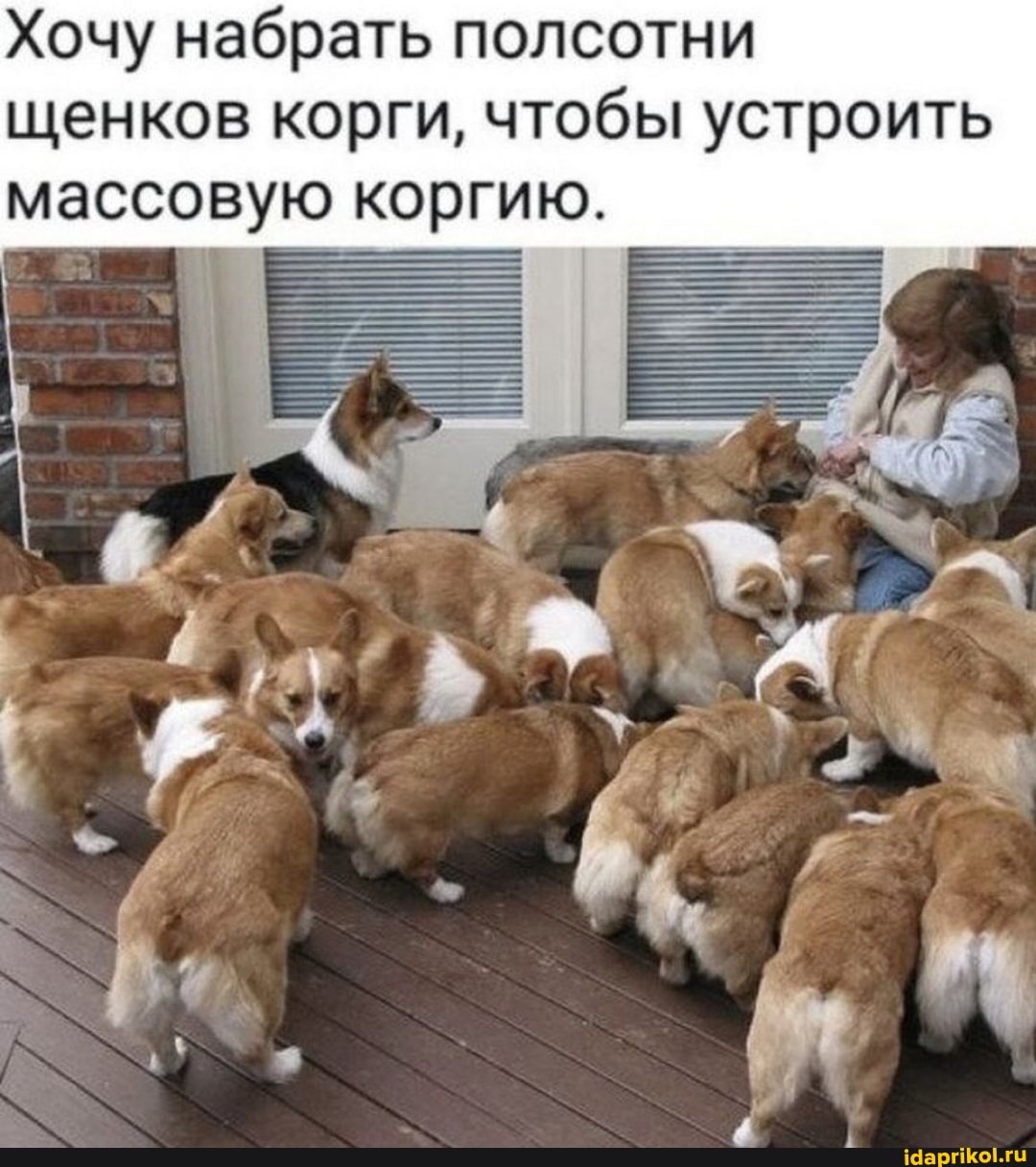 Хочу набрать полсотни щенков корги, чтобы устроить массовую коргию.