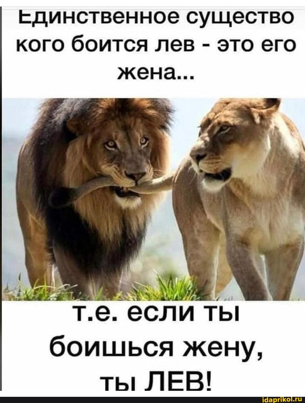 Он единственный не боится его. Он единственный не боится его