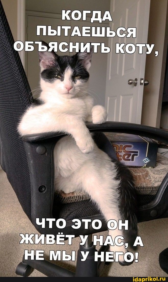 КОГДА ПЫТАЕШЬСЯ ОБЪЯСНИТЬ КОТУ,
что это он
ЖИВЁТ У НАС, А НЕ МЫ У НЕГО!