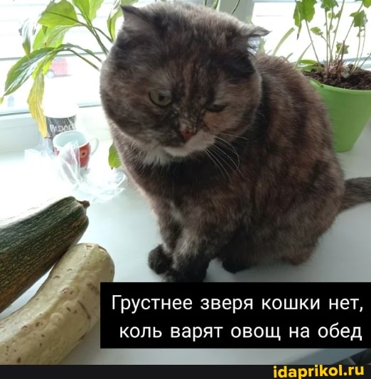 Грустнее зверя кошки нет,
коль варят овощ на обед