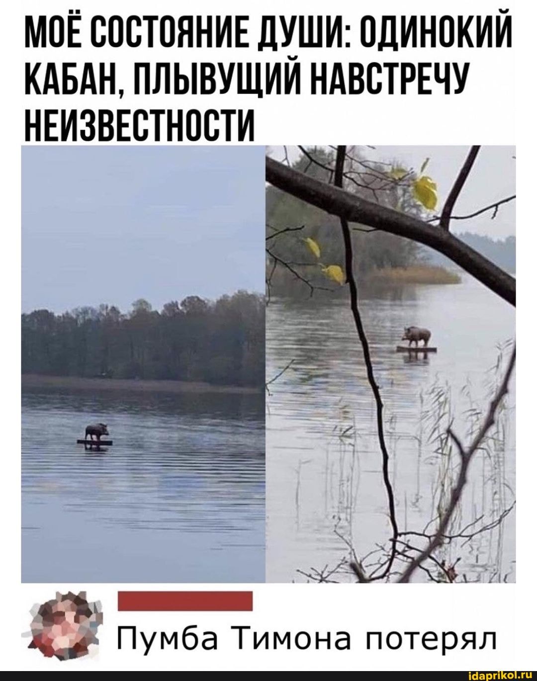 МОЕ СОСТОЯНИЕ ДУШИ: ОДИНОКИЙ КАБАН, ПЛЫВУЩИИ НАВСТРЕЧУ НЕИЗВЕСТНОСТИ
Пумба Тимона потерял