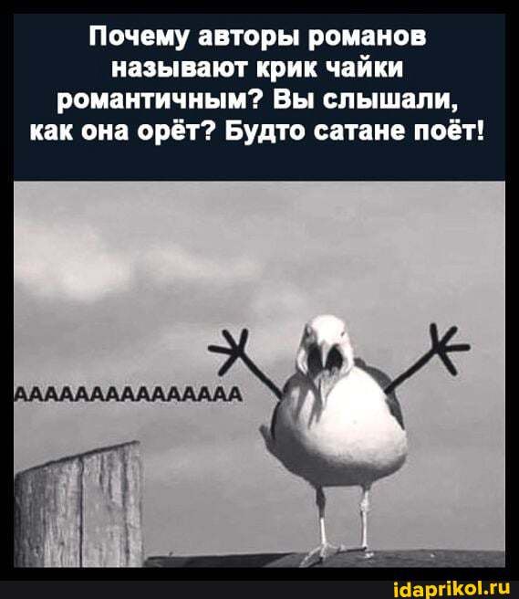 Почему авторы романов называют крик чайки романтичным? Вы слышали, как она орёт? Будто сатане поёт!