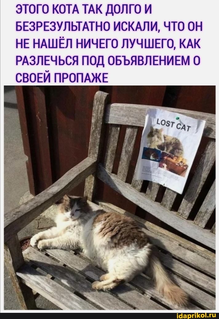 ЭТОГО КОТА ТАК ДОЛГО И БЕЗРЕЗУЛЬТАТНО ИСКАЛИ, ЧТО ОН НЕ НАШЁЛ НИЧЕГО ЛУЧШЕГО, КАК РАЗЛЕЧЬСЯ ПОД ОБЪЯВЛЕНИЕМ СВОЕЙ ПРОПАЖЕ