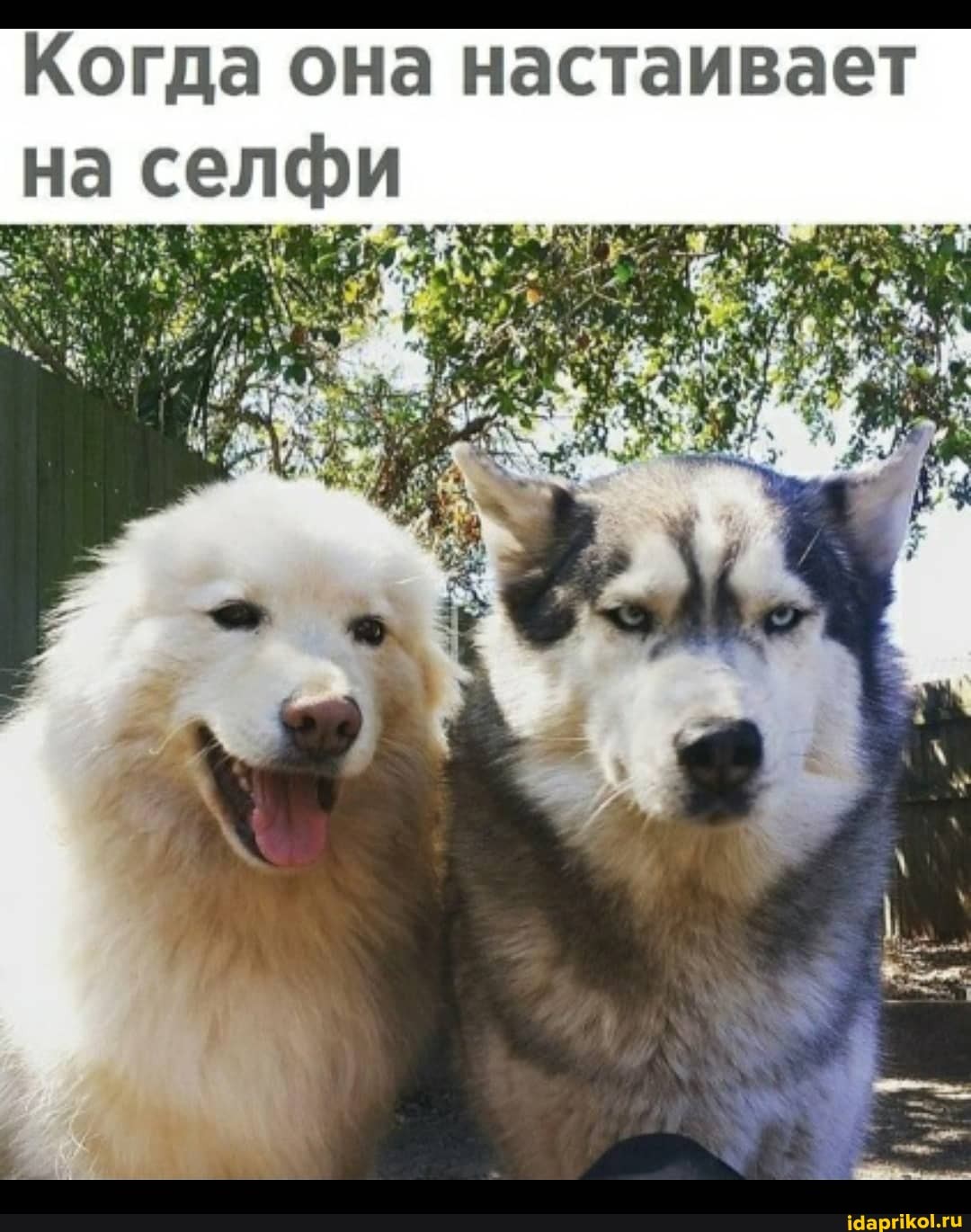 Когда она настаивает на селфи