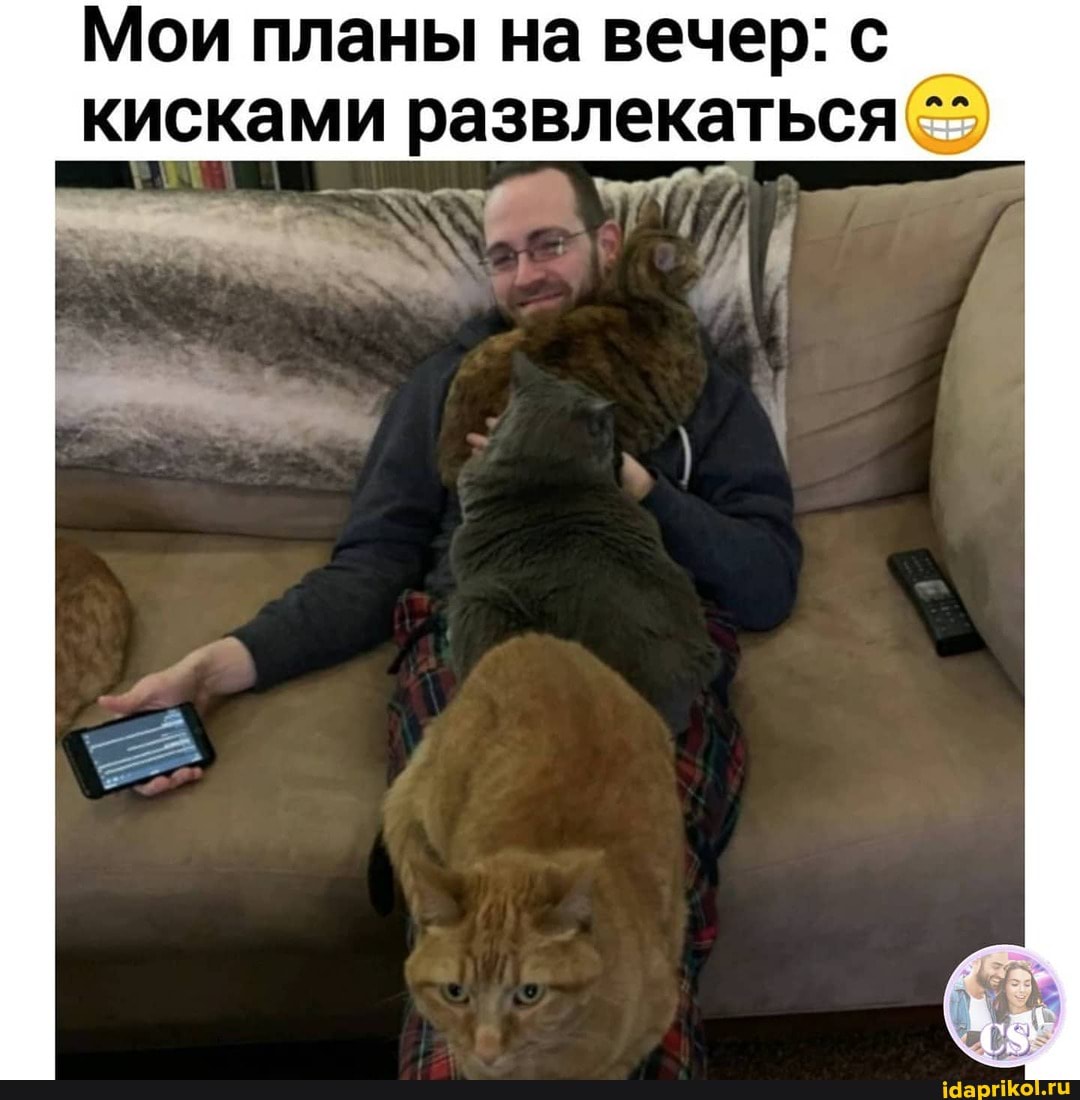 Мои планы на вечер: с кисками развлекаться