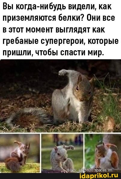 Вы когда-нибудь видели, как приземляются белки? Они все в этот момент выглядят как гребаные супергерои, которые пришли, чтобы спасти мир.