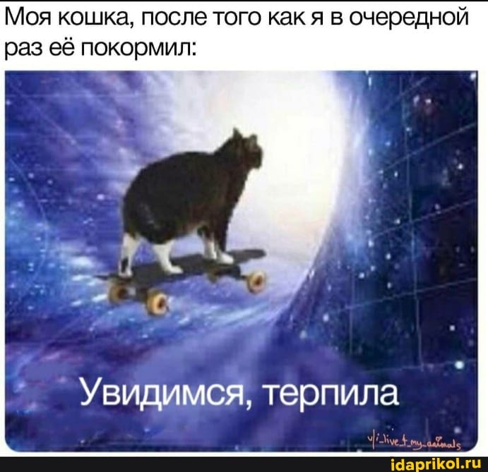 Моя кошка, после того как я в очередной раз её покормил:
Увидимся, терпила
чуе.