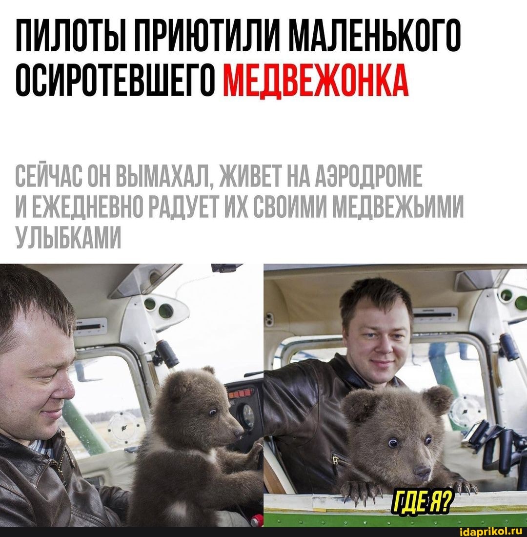 ПИЛОТЫ ПРИЮТИЛИ МАЛЕНЬКОГО ОСИРОТЕВШЕГО МЕДВЕЖОНКА