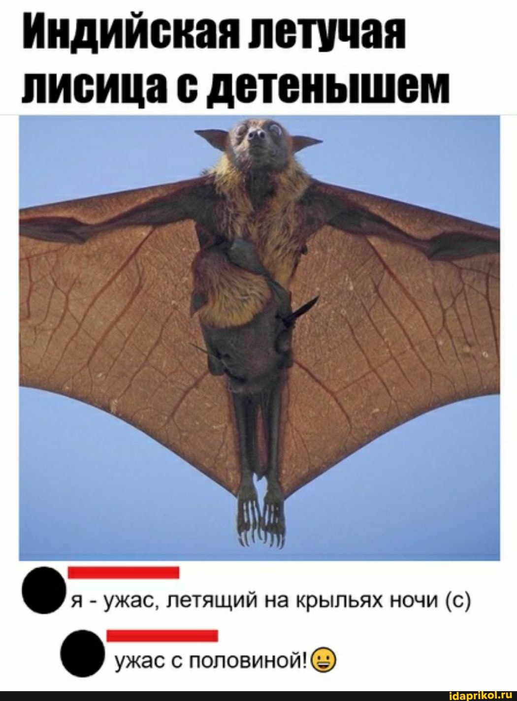 Индийская летучая
ЛИСИЦа детенышем
вы. _
я - ужас, летящий на крыльях ночи (с)
ужас с половиной!