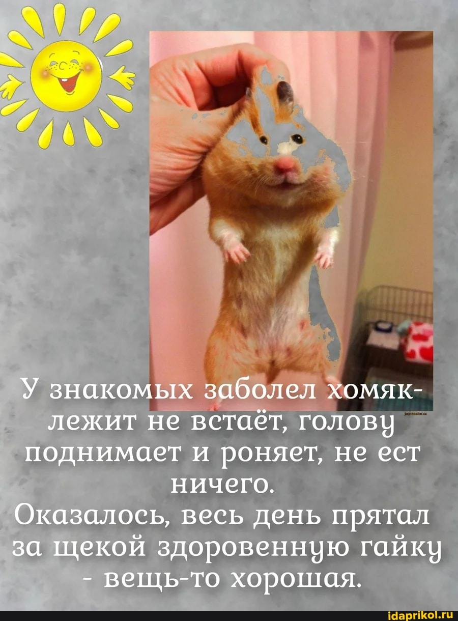 У знакомых заболел хомяк- лежит не встаёт, голову поднимает и роняет, не ест ничего.
Оказалось, весь день прятал за щекой здоровенную гайку
- вещь-то хорошая.