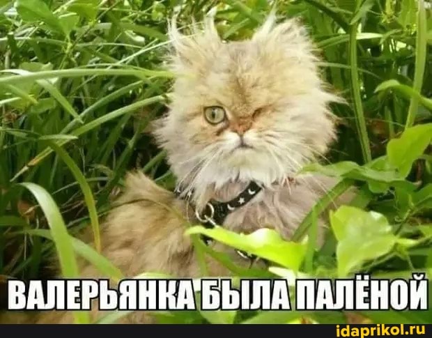 АХ
ВАЛЕРЬЯННА' БЫЛА ПАЛЕНОЙ