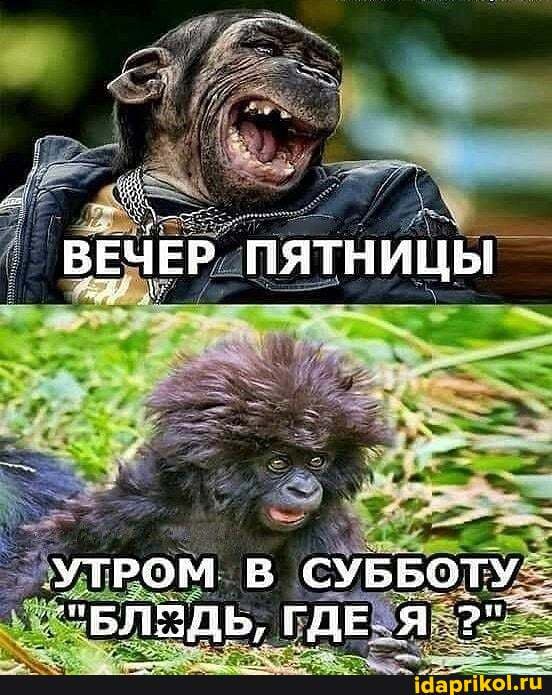 ВЕЧЕР ПЯТНИЦЫ
УТРОМ В СУББОТУ
"БАОЗДЬ, ГДЕ_Я_