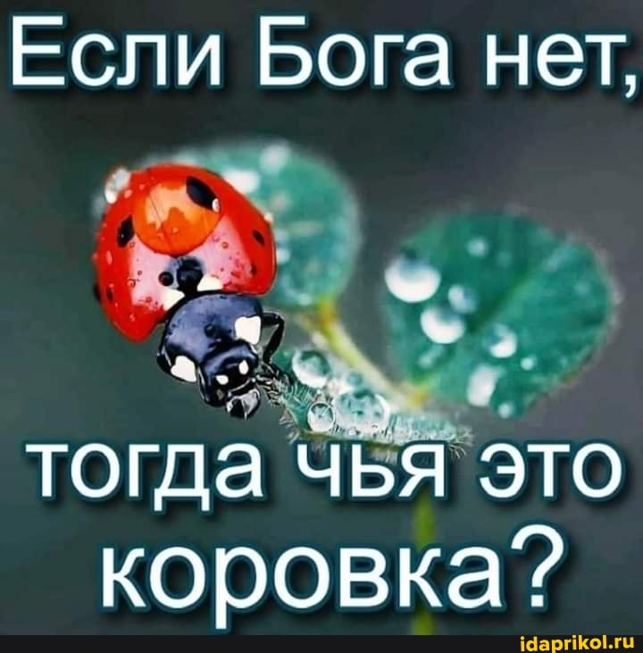 Если Бога нет,
тогда чья это коровка?