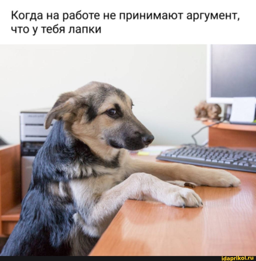 Когда на работе не принимают аргумент, что у тебя лапки
