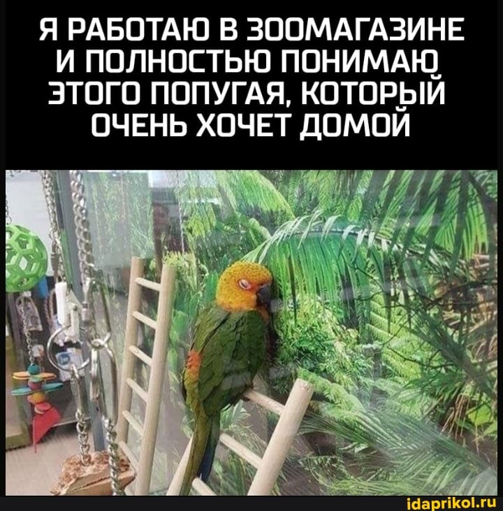 Я РАБОТАЮ В ЗООМАГАЗИНЕ И ПОЛНОСТЬЮ ПОНИМАЮ ЭТОГО ПОПУГАЯ, КОТОРЫЙ ОЧЕНЬ ХОЧЕТ ДОМОЙ