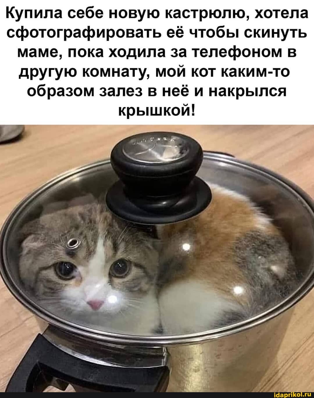 Купила себе новую кастрюлю, хотела сфотографировать её чтобы скинуть маме, пока ходила за телефоном в другую комнату, мой кот каким-то образом залез в неё и накрылся крышкой!