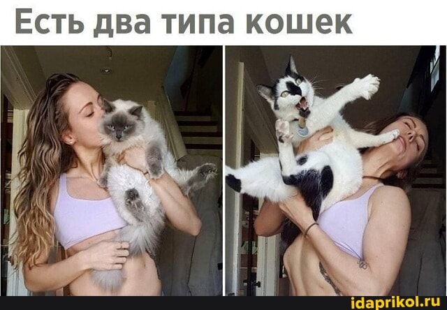 Есть два типа кошек