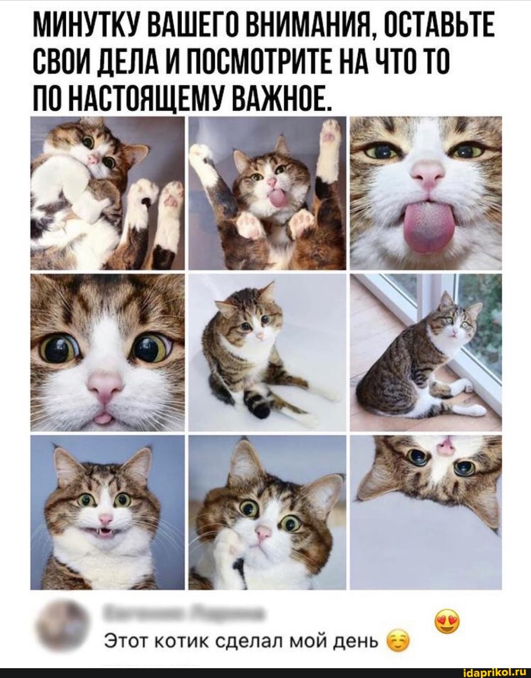 МИНУТКУ ВАШЕГО ВНИМАНИЯ, ОСТАВЬТЕ СВОИ ДЕЛА И ПОСМОТРИТЕ НА ЧТО ТО ПО НАСТОЯЩЕМУ ВАЖНОЕ.
Этот котик сделал мой день