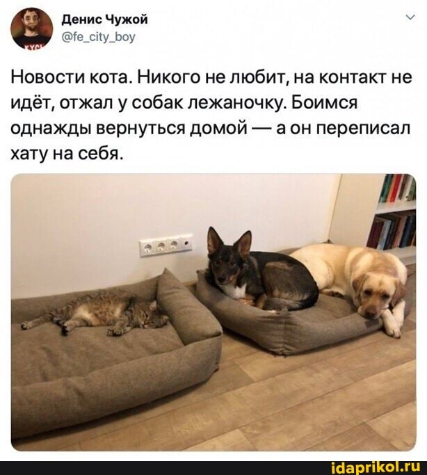 Денис Чужой
Новости кота. Никого не любит, на контакт не идёт, отжал у собак лежаночку. Боимся однажды вернуться домой - аон переписал хату на себя.