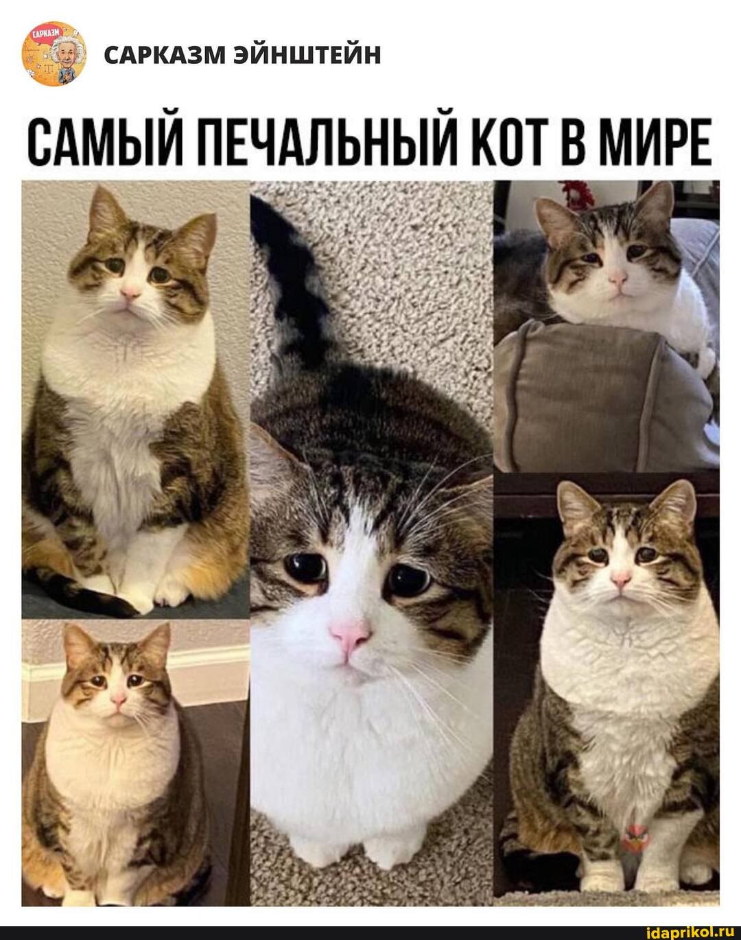 7; САРКАЗМ ЭЙНШТЕЙН
САМЫЙ ПЕЧАЛЬНЫЙ КОТ В МИРЕ