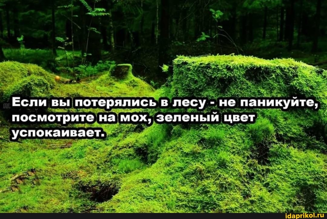 Если вы потерялись в лесу - не паникуйте, посмотрите на мох, зеленый цвет успокаивает.