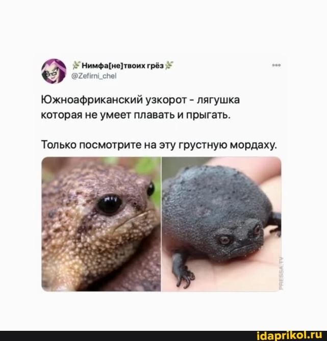 грёз
Южноафриканский узкорот - лягушка которая не умеет плавать и прыгать.
Только посмотрите на эту грустную мордаху.