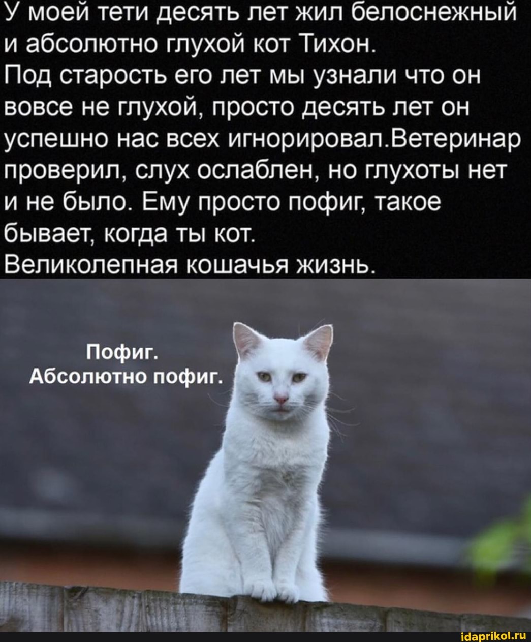 У моей тети десять лет жил белоснежный и абсолютно глухой кот Тихон.
Под старость его лет мы узнали что он вовсе не глухой, просто десять лет он успешно нас всех Ветеринар проверил, слух ослаблен, но глухоты нет и не было. Ему просто пофиг, такое бывает, когда ты кот.
Великолепная кошачья жизнь.
Пофиг.
Абсолютно пофиг.