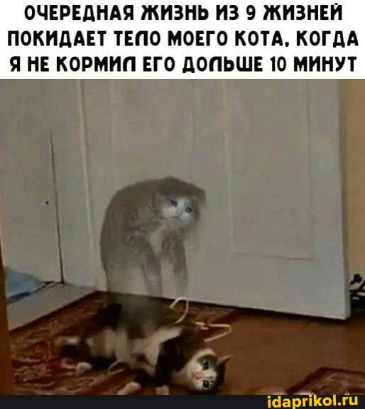 ОЧЕРЕДНАЯ ЖИЗНЬ ИЗ 9 ЖИЗНЕЙ ПОКИДАЕТ ТЕПО МОЕГО КОТА, КОГДА Я НЕ КОРМИП ЕГО ДОПЬШЕ 10 МИНУТ