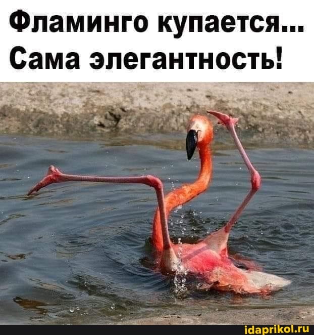 Фламинго купается...
Сама элегантность!