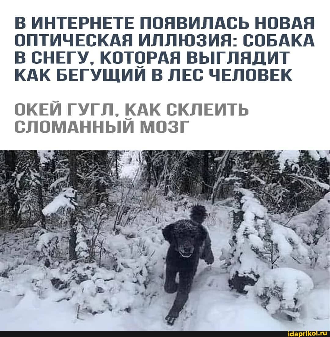 В ИНТЕРНЕТЕ ПОЯВИЛАСЬ НОВАЯ ОПТИЧЕСКАЯ ИЛЛЮЗИЯ: СОБАКА В СНЕГУ, КОТОРАЯ ВЫГЛЯДИТ КАК БЕГУЩИИ В ЛЕС ЧЕЛОВЕК
ОКЕЙ ГУГЛ, КАК СКЛЕИТЬ СЛОМАННЫЙ МОЗГ