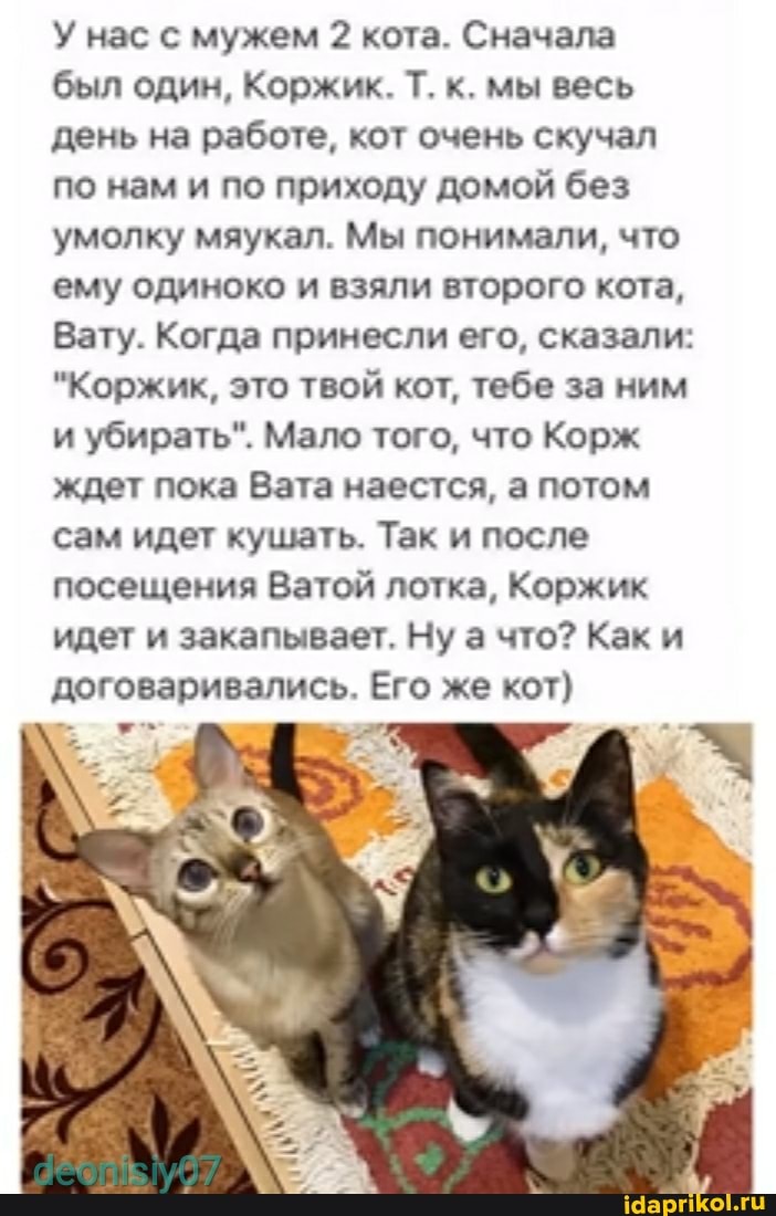 У нас с мужем 2 кота. Сначала
был один, Коржик. Т. к. мы весь
день на работе, кот очень скучал
по нам и по приходу домой без
умолку мяукал. Мы понимали, что
ему одиноко и взяли второго кота,
Вату. Когда принесли его, сказали:
"Коржик, это твой кот, тебе за ним
и убирать". Мало того, что Корж
ждет пока Вата наестся, а потом
сам идет кушать. Так и после
посещения Ватой лотка, Коржик
идет и закапывает. Ну
а
что? Как и
договаривались. Его же кот)