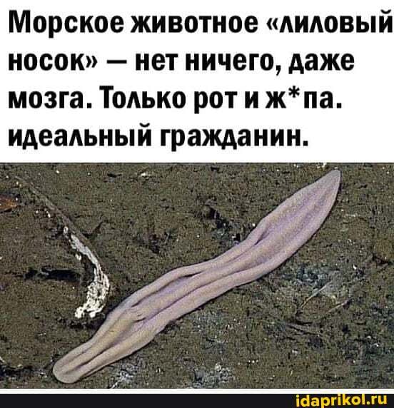 Морское животное "АИЛОВЫЙ
носок" - нет ничего, даже мозга. Только рот ж*па.
идеальный гражданин.