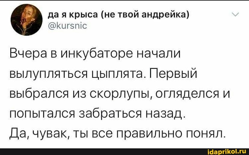 да я крыса (не твой андрейка)
Вчера в инкубаторе начали вылупляться цыплята. Первый выбрался из скорлупы, огляделся и попытался забраться назад.
Да, чувак, ты все правильно понял.